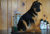 AKC Registered Siberian Husky For Sale Millersburg, OH Female-Heidi