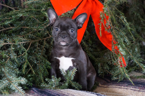 Frenchton Puppy For Sale Millersburg, OH Female- Blackie