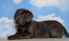 AKC Labrador Retriever -Charcoal- For Sale Sugarcreek, OH Male - Tyson