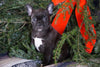 Frenchton Puppy For Sale Millersburg, OH Female- Blackie