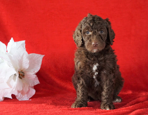AKC Registered Poodle (Standard) For Sale Homesville, OH Female - Stacey