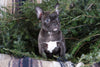 Frenchton Puppy For Sale Millersburg, OH Female- Blackie