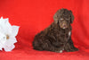 AKC Registered Poodle (Standard) For Sale Homesville, OH Female - Stacey