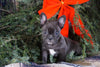 Frenchton Puppy For Sale Millersburg, OH Male- Chester