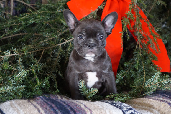 Frenchton Puppy For Sale Millersburg, OH Male- Chester