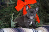 Frenchton Puppy For Sale Millersburg, OH Male- Chester