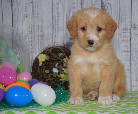 F1B Medium Labradoodle For Sale Millersburg, OH Male- Nolan