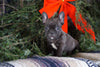 Frenchton Puppy For Sale Millersburg, OH Male- James