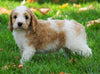 Medium F1B Goldendoodle For Sale Millersburg, OH Female- Kimberly