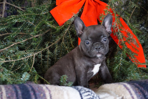 Frenchton Puppy For Sale Millersburg, OH Male- James