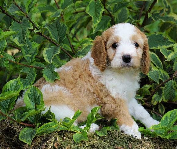Medium F1B Goldendoodle For Sale Millersburg, OH Female- Kimberly
