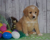 F1B Medium Labradoodle For Sale Millersburg, OH Male- Nolan