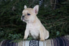 Frenchton Puppy For Sale Millersburg, OH Male- Bruce