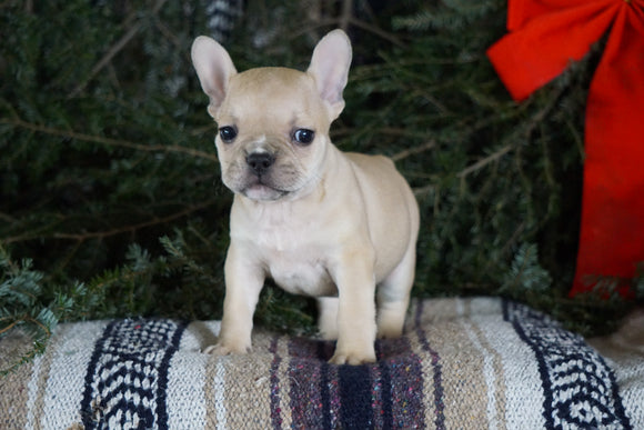 Frenchton Puppy For Sale Millersburg, OH Male- Bruce