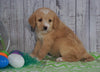 F1B Medium Labradoodle For Sale Millersburg, OH Male- Nolan