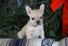 Frenchton Puppy For Sale Millersburg, OH Male- Bruce