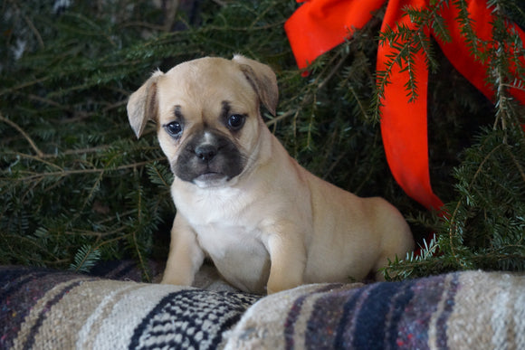 Frenchton Puppy For Sale Millersburg, OH Female- Sally