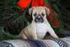 Frenchton Puppy For Sale Millersburg, OH Female- Sally