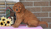 Medium F1B Goldendoodle For Sale Millersburg, OH Female- Kookie