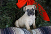 Frenchton Puppy For Sale Millersburg, OH Male- Russel