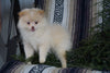 ACA Registered Pomeranian For Sale Millersburg, OH Female- Cinderella