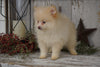 ACA Registered Pomeranian For Sale Millersburg, OH Male- Buster