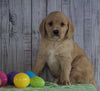 F1B Medium Labradoodle For Sale Millersburg, OH Male- Nicky