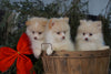 ACA Registered Pomeranian For Sale Millersburg, OH Male- Buster
