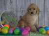 F1B Medium Labradoodle For Sale Millersburg, OH Male- Nicky
