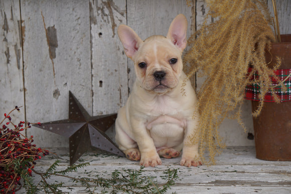 AKC Registered French Bulldog For Sale Millersburg, OH Male- Lewis