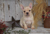 AKC Registered French Bulldog For Sale Millersburg, OH Male- Lewis