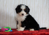 ICA Registered Mini Bernedoodle For Sale Fredericksburg, OH Female - Mila