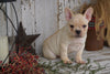 AKC Registered French Bulldog For Sale Millersburg, OH Male- Lewis