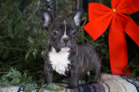 AKC Registered French Bulldog For Sale Millersburg, OH Female- Tiny