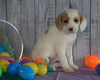 F1B Medium Labradoodle For Sale Millersburg, OH Female- Nelly