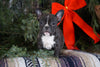 AKC Registered French Bulldog For Sale Millersburg, OH Female- Tiny