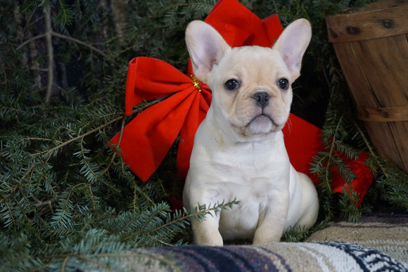 AKC Registered French Bulldog For Sale Millersburg, OH Male- Jasper