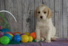 F1B Medium Labradoodle For Sale Millersburg, OH Female- Naomi