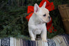 AKC Registered French Bulldog For Sale Millersburg, OH Male- Rufus