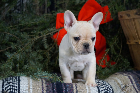 AKC Registered French Bulldog For Sale Millersburg, OH Male- Rufus