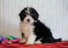 ICA Registered Mini Bernedoodle For Sale Fredericksburg, OH Female - Izzy