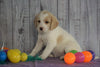 F1B Medium Labradoodle For Sale Millersburg, OH Female- Naomi