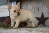 AKC Registered French Bulldog For Sale Millersburg, OH Male- Rufus