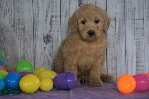 F1B Medium Labradoodle For Sale Millersburg, OH Female- Nicole