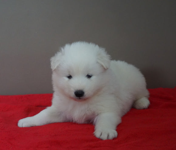 AKC Registered Samoyed Puppy For Sale Danville, OH Male- Frosty