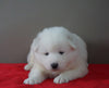 AKC Registered Samoyed Puppy For Sale Danville, OH Female- Abby