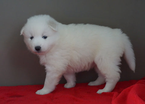 AKC Registered Samoyed Puppy For Sale Danville, OH Female- Dakota