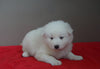 AKC Registered Samoyed Puppy For Sale Danville, OH Female- Lily