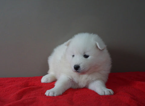AKC Registered Samoyed Puppy For Sale Danville, OH Female- Dixie