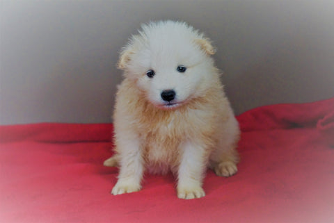 AKC Registered Samoyed Puppy For Sale Danville, OH Male- Simba